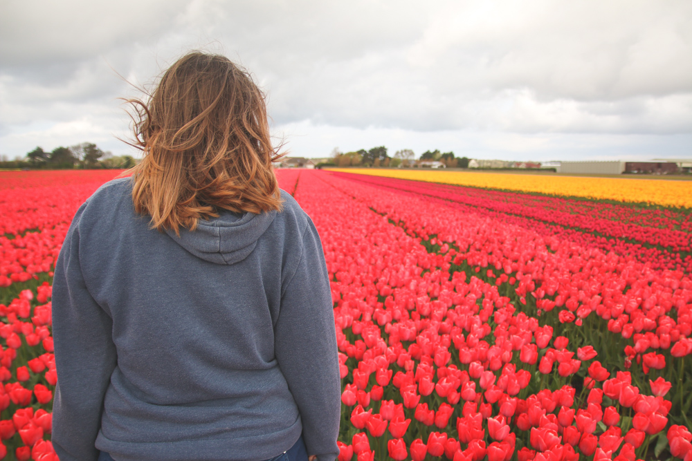 Tulip Fields in Holland, The Netherlands