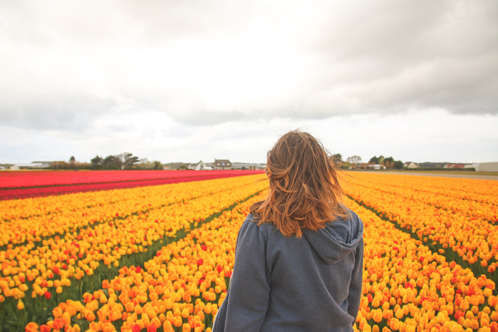 Tulip Fields in Holland, The Netherlands