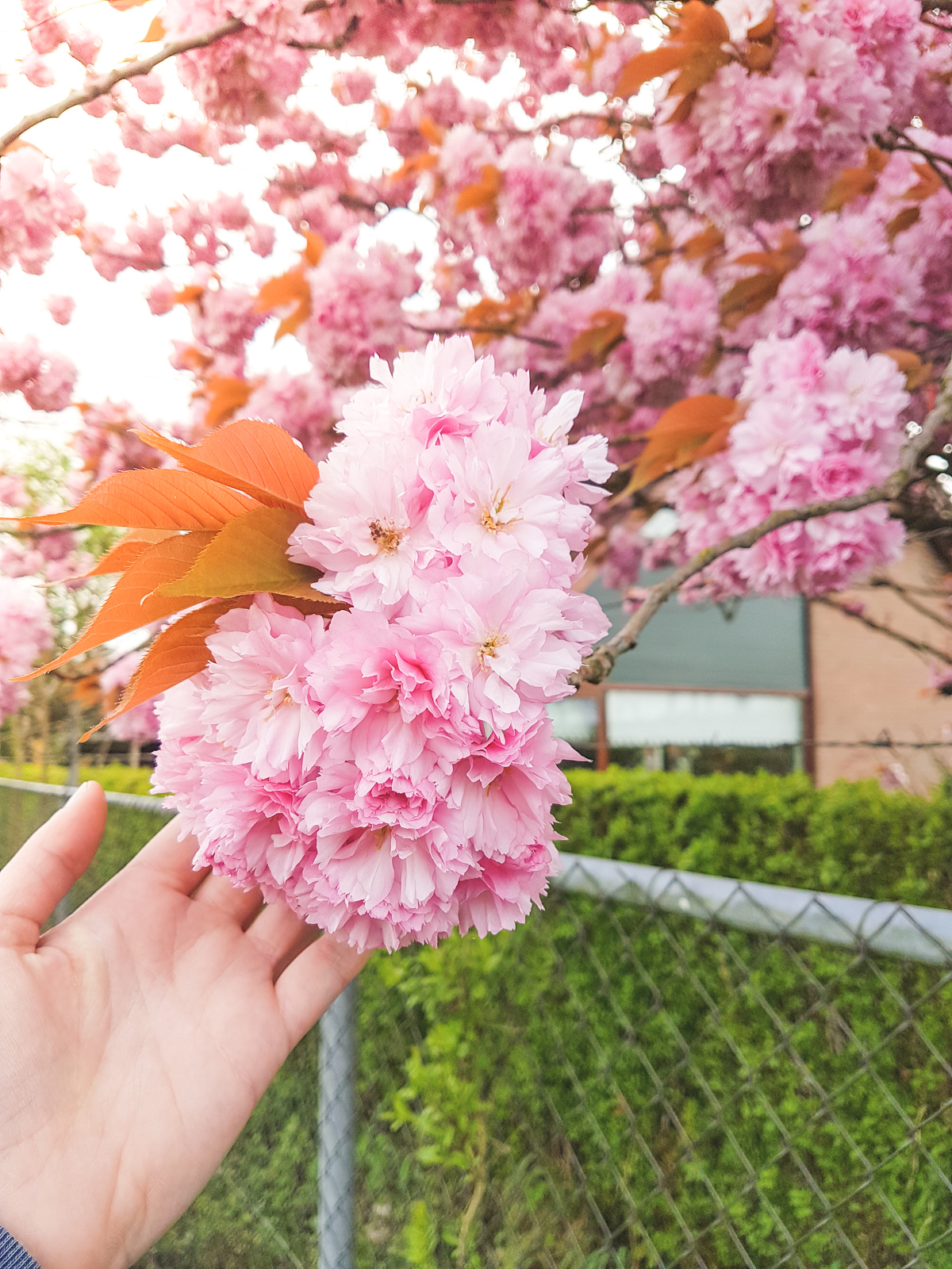 Cherry Blossom in Amsterdam