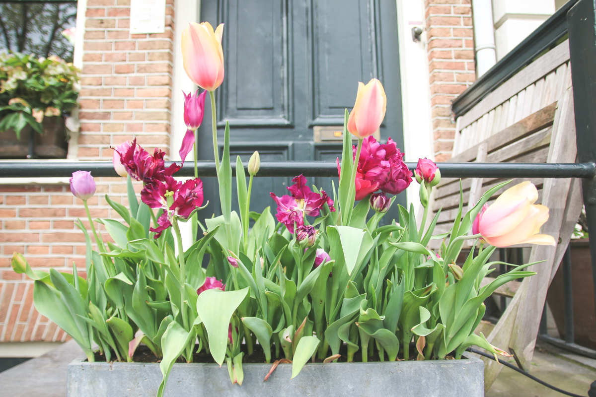 Tulips in Amsterdam