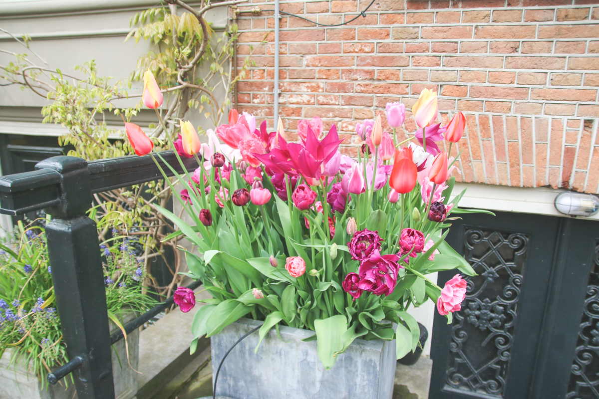 Tulips in Amsterdam