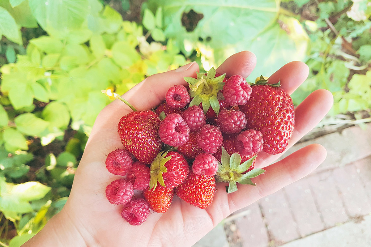 Raspberries from the Garden