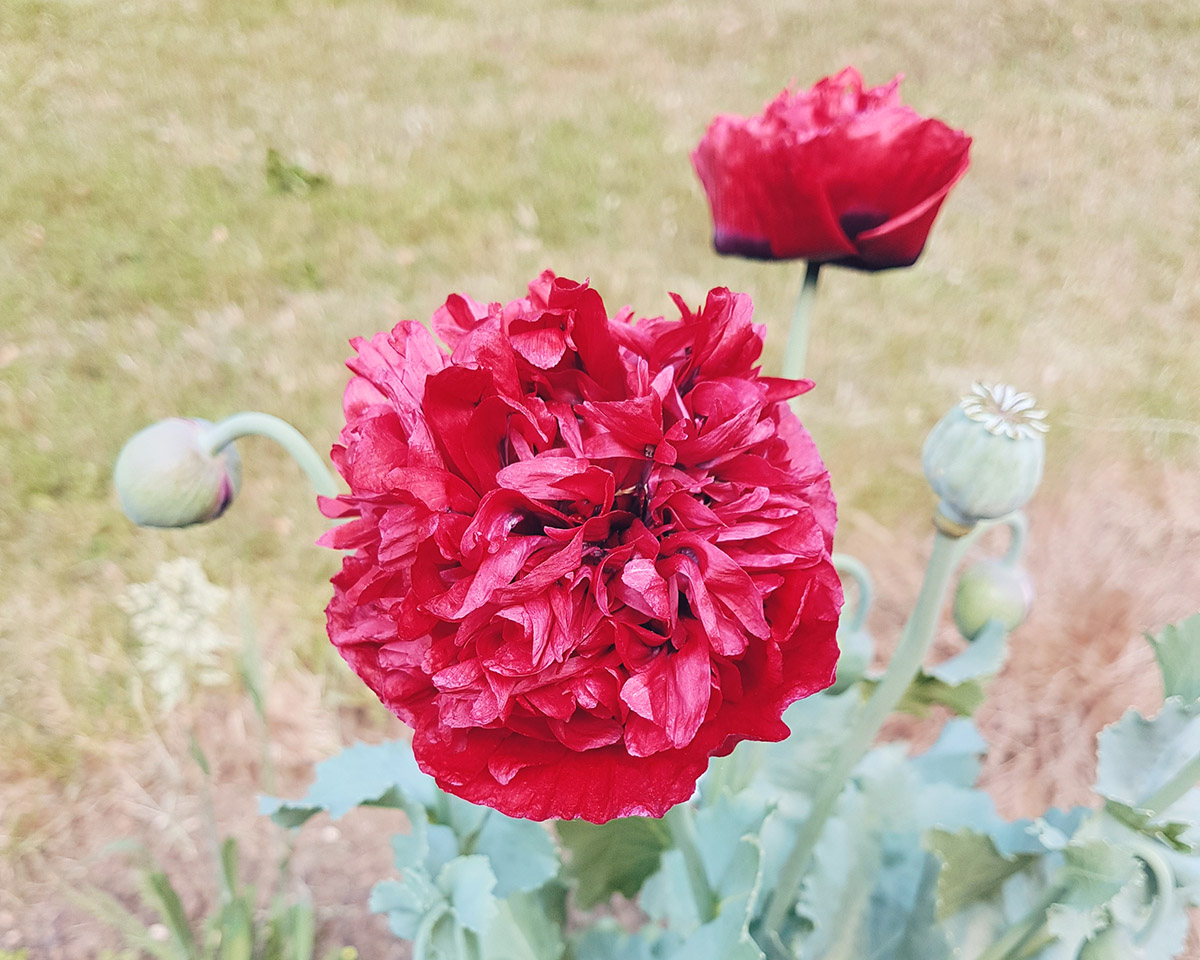 Huge Poppy