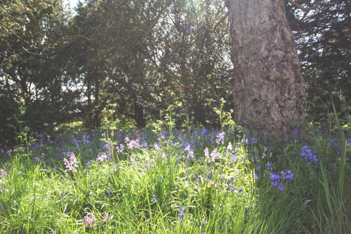 Bluebells at Blickling Estate, Norfolk