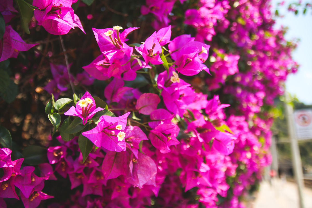 Bougainvillea in Vernazza in Cinque Terre, Ligurai Region, Italy