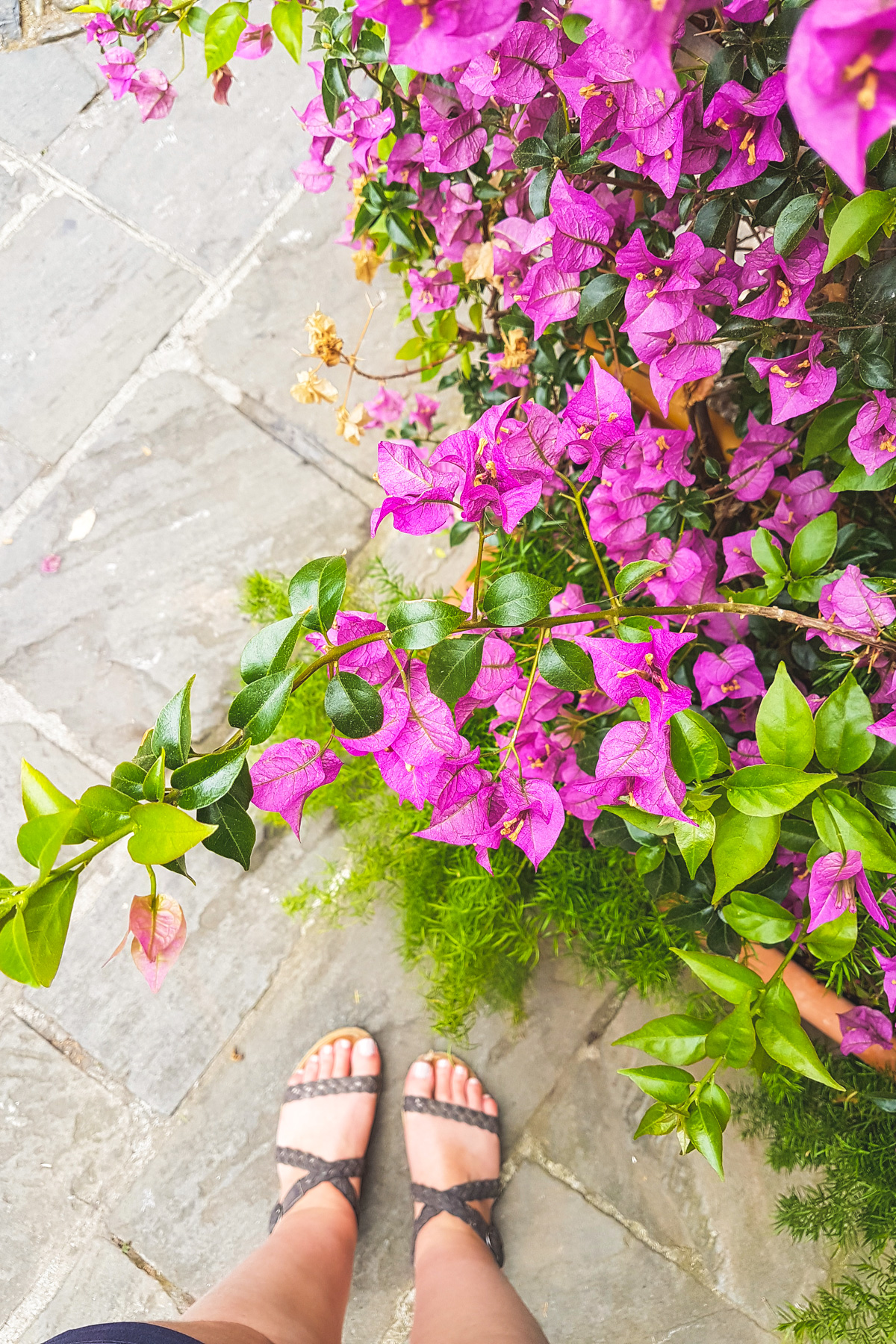 Bougainvillea Flowers in Portofino, Liguria, Italy