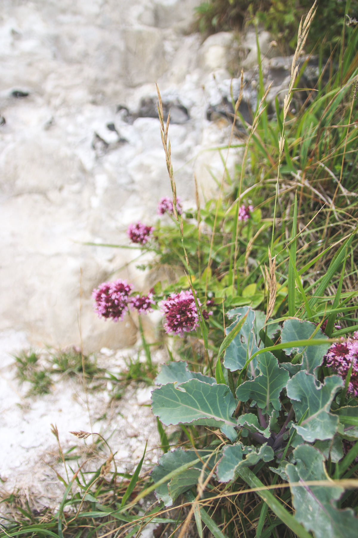 Flowers at White Cliffs of Dover