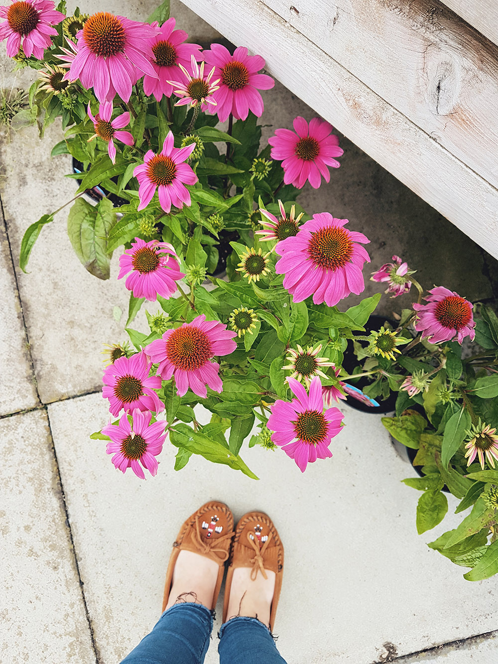 Summer Flowers - Echinacea