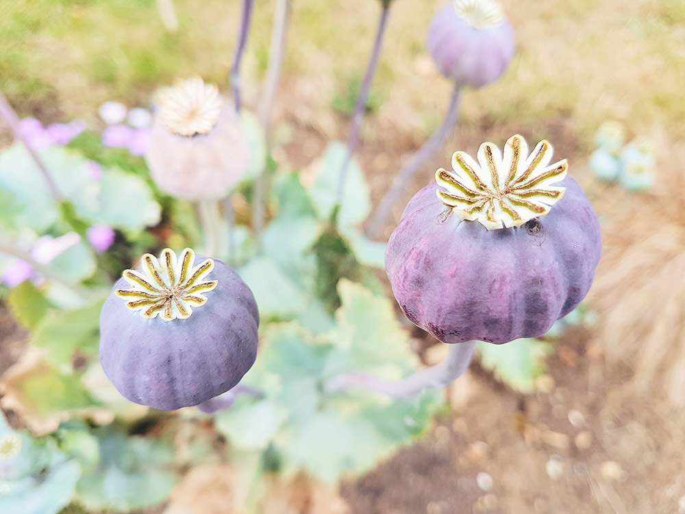 Giant Poppy Heads