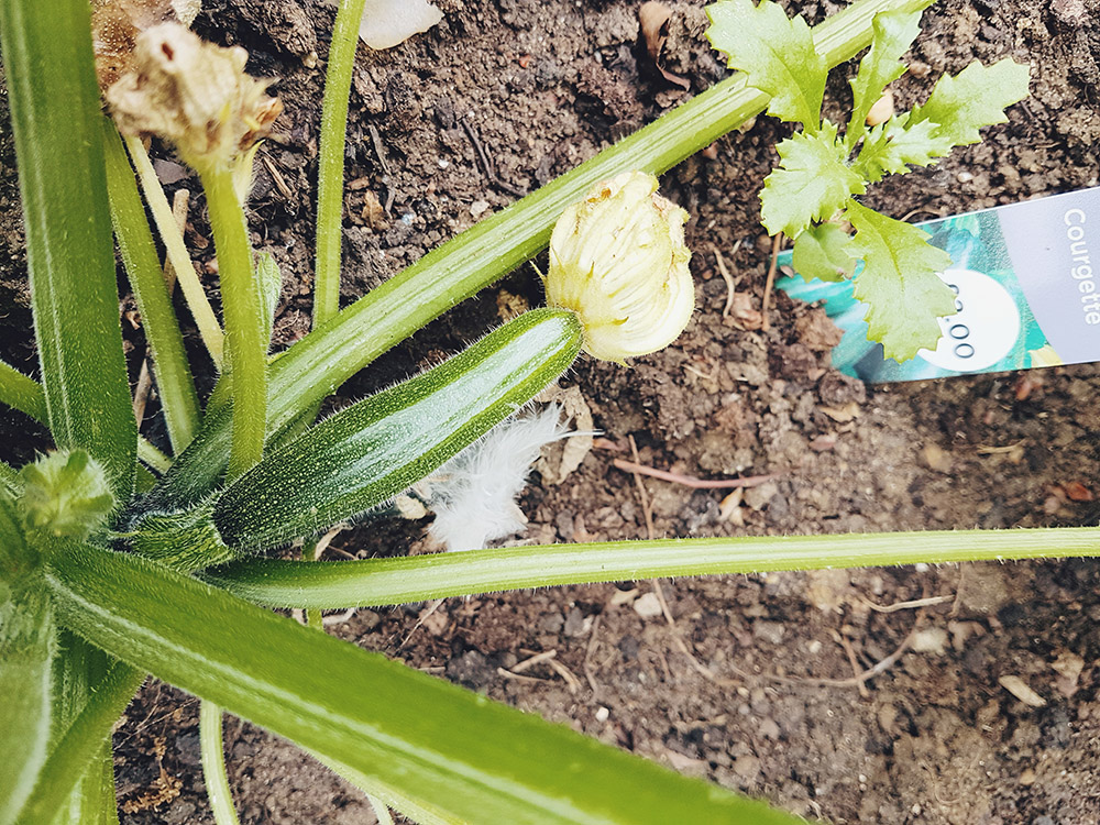 Homegrown Courgette