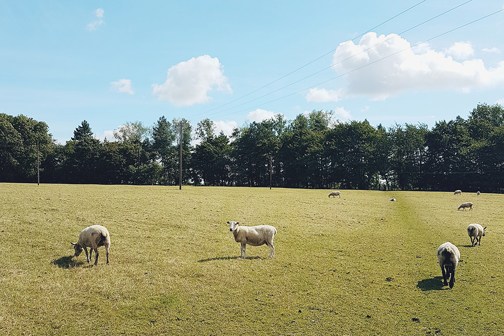 Summer walks in the countryside