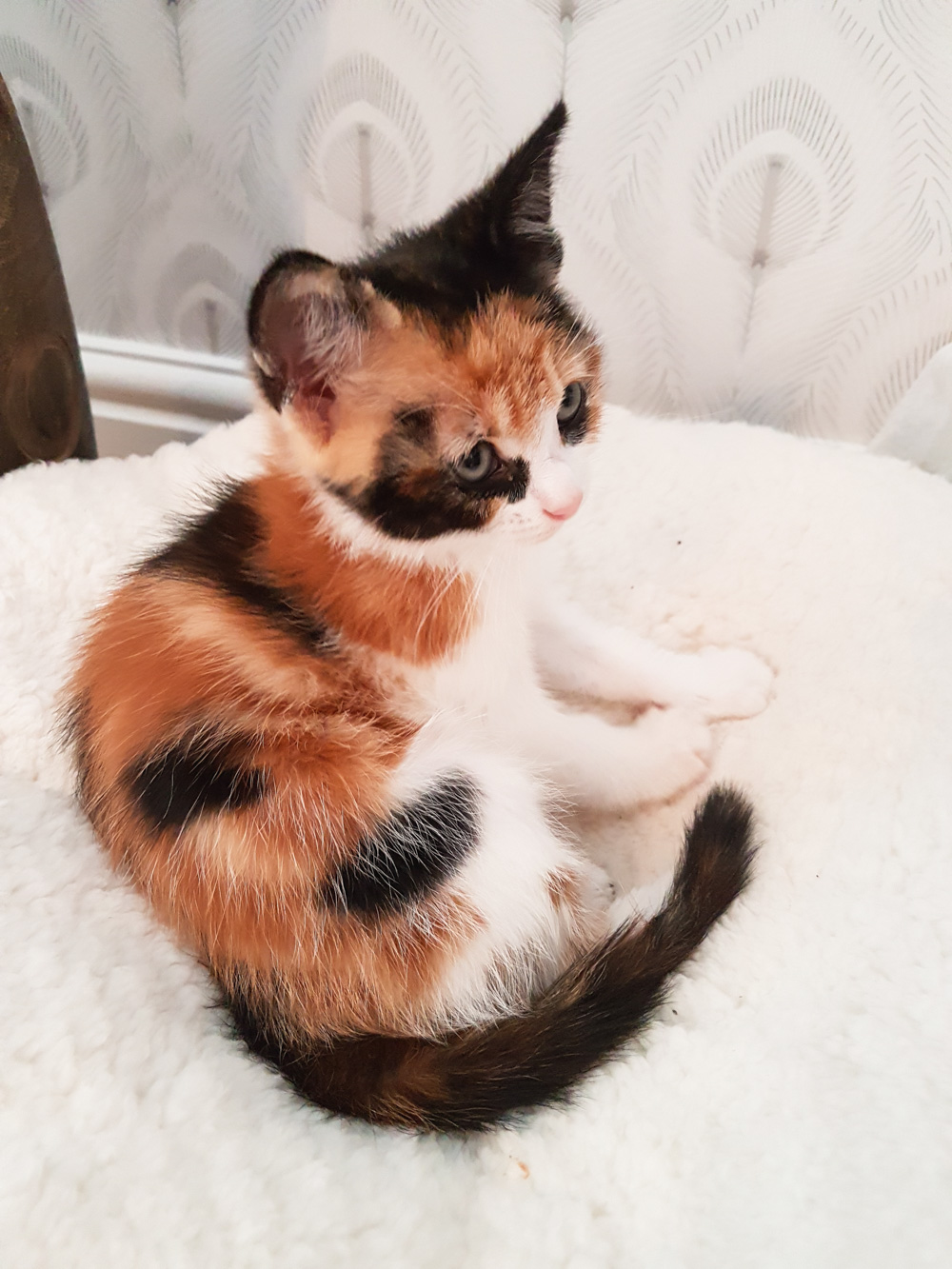 Isla the Cat, Calico Cat, Calico Kitten