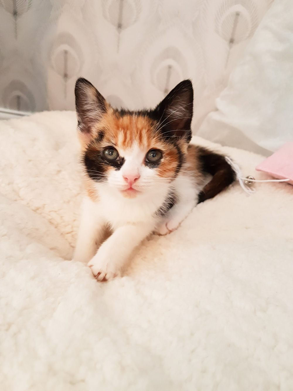 Isla the Cat, Calico Cat, Calico Kitten