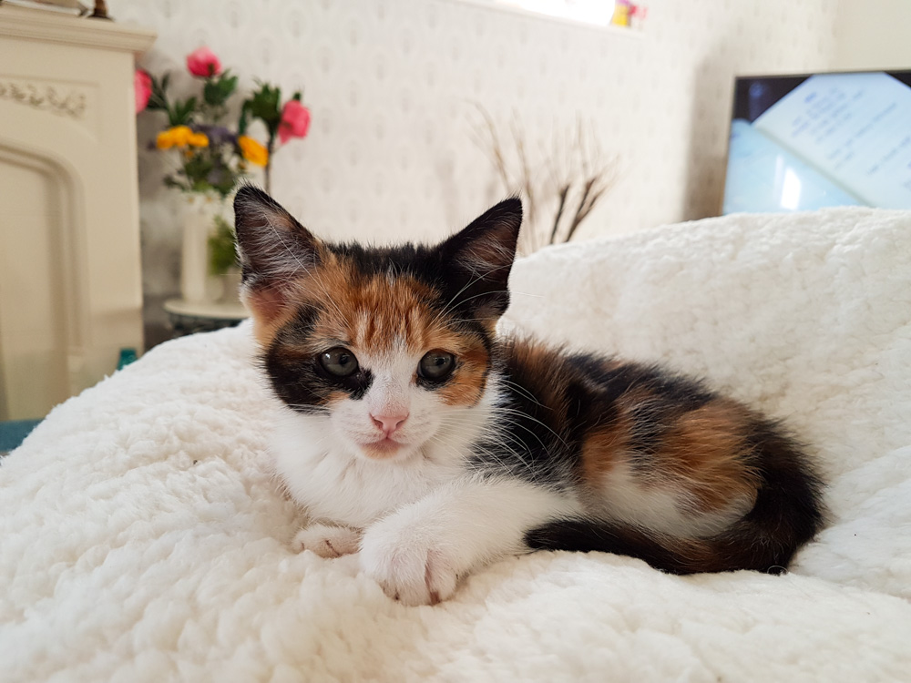 Isla the Cat, Calico Cat, Calico Kitten