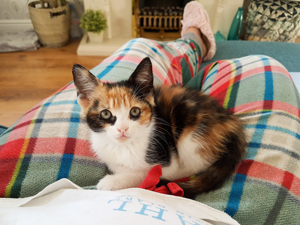 Isla the Cat, Calico Cat, Calico Kitten