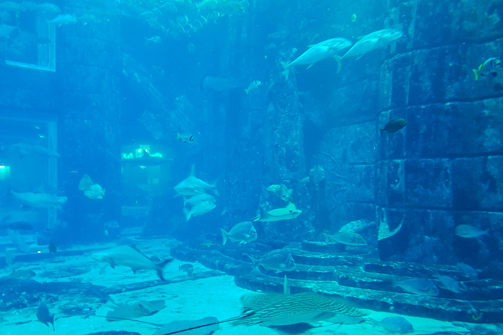 The Lost Chambers Aquarium at Atlantis the Palm, Dubai