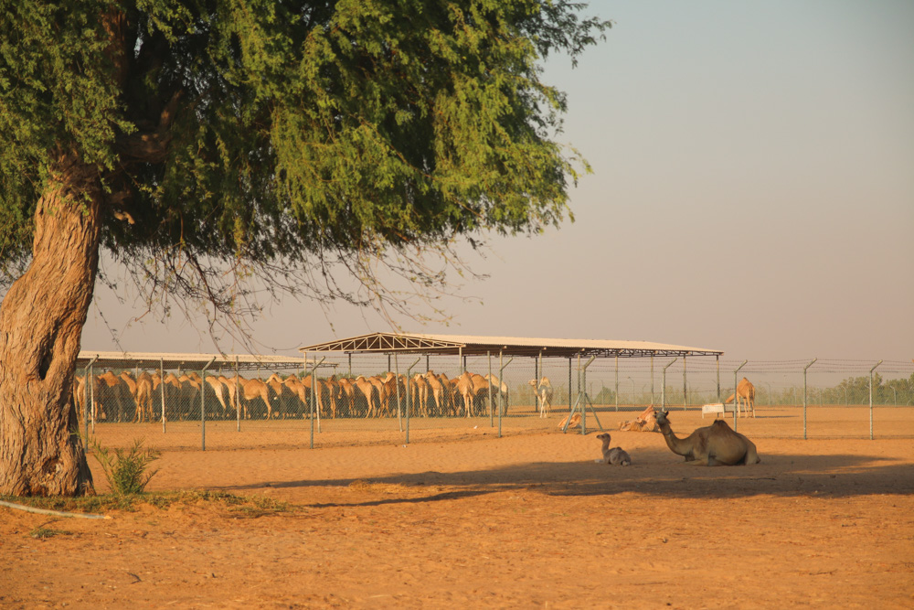 Camel Farm in the Dubai Desert
