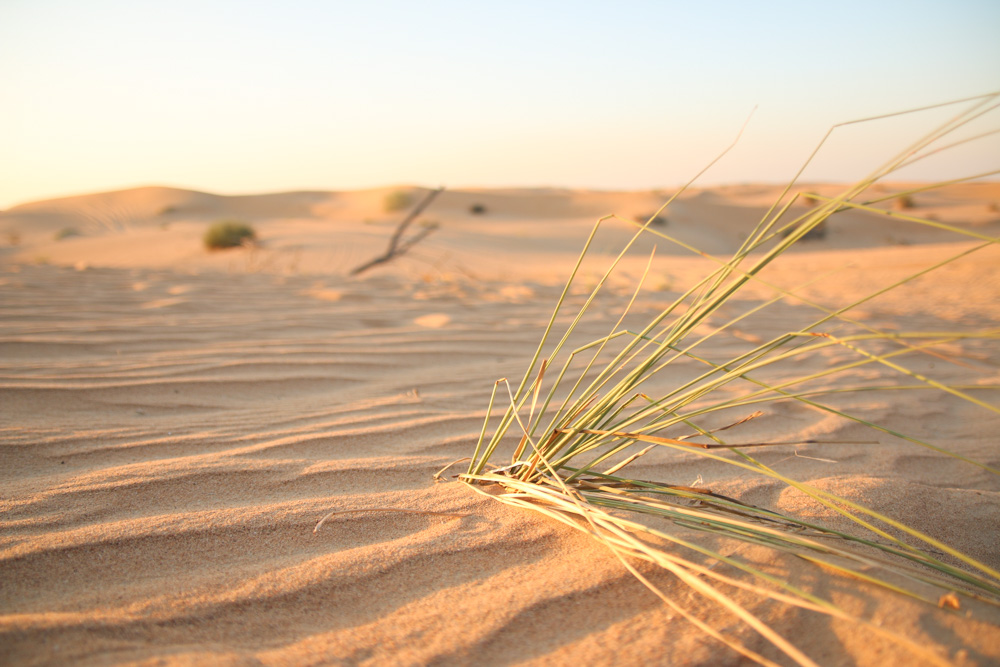 Sun Setting over the sand dunes in the Dubai Desert