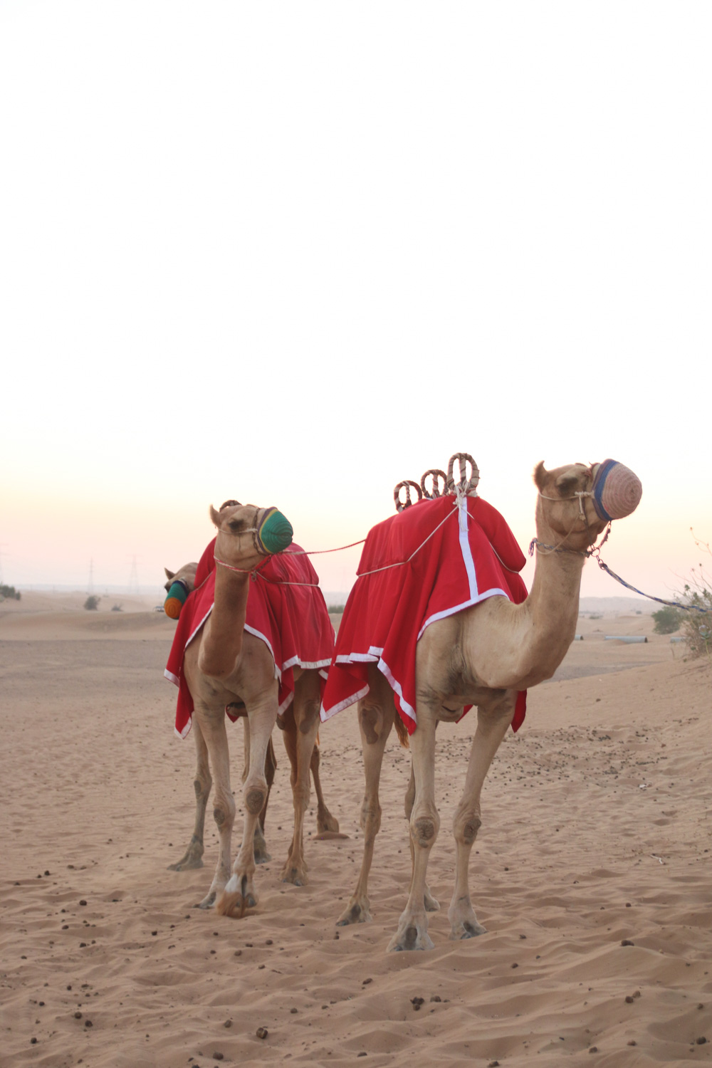 Camels in the Dubai Desert