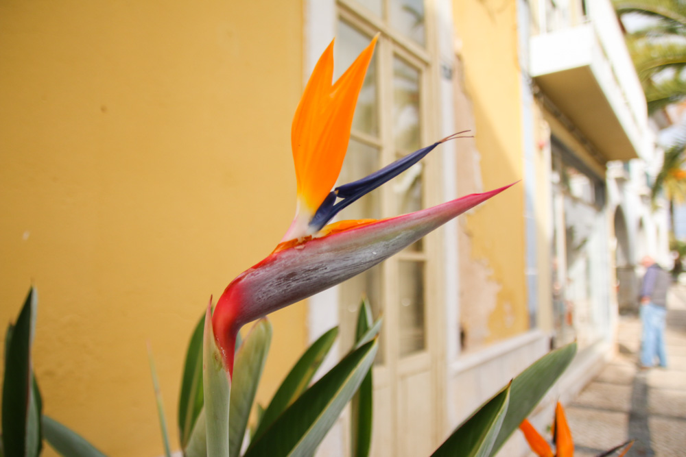 Birds of Paradise Flower in Tavira, Portugal