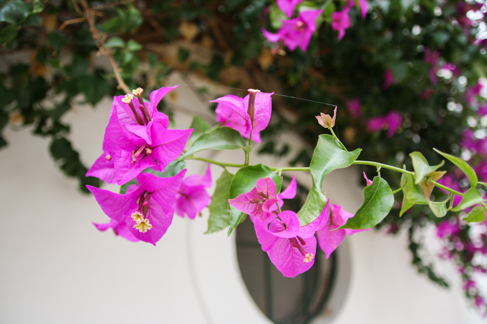 Bougainvillia flowers in Tavira, Portugal