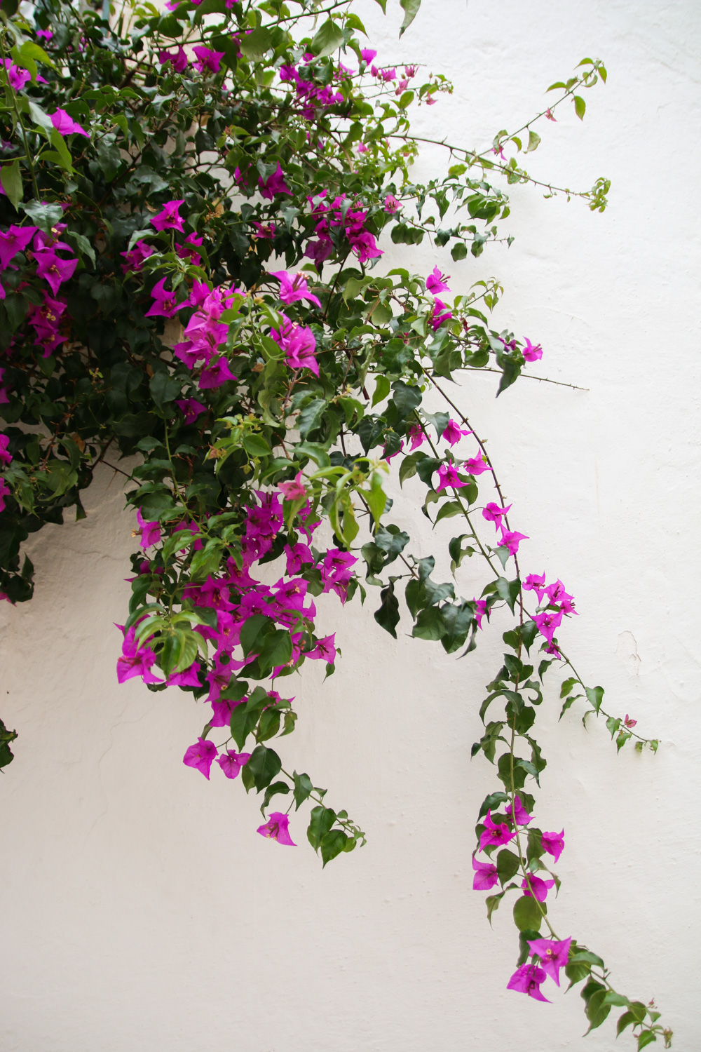 Bougainvillia flowers in Tavira, Portugal