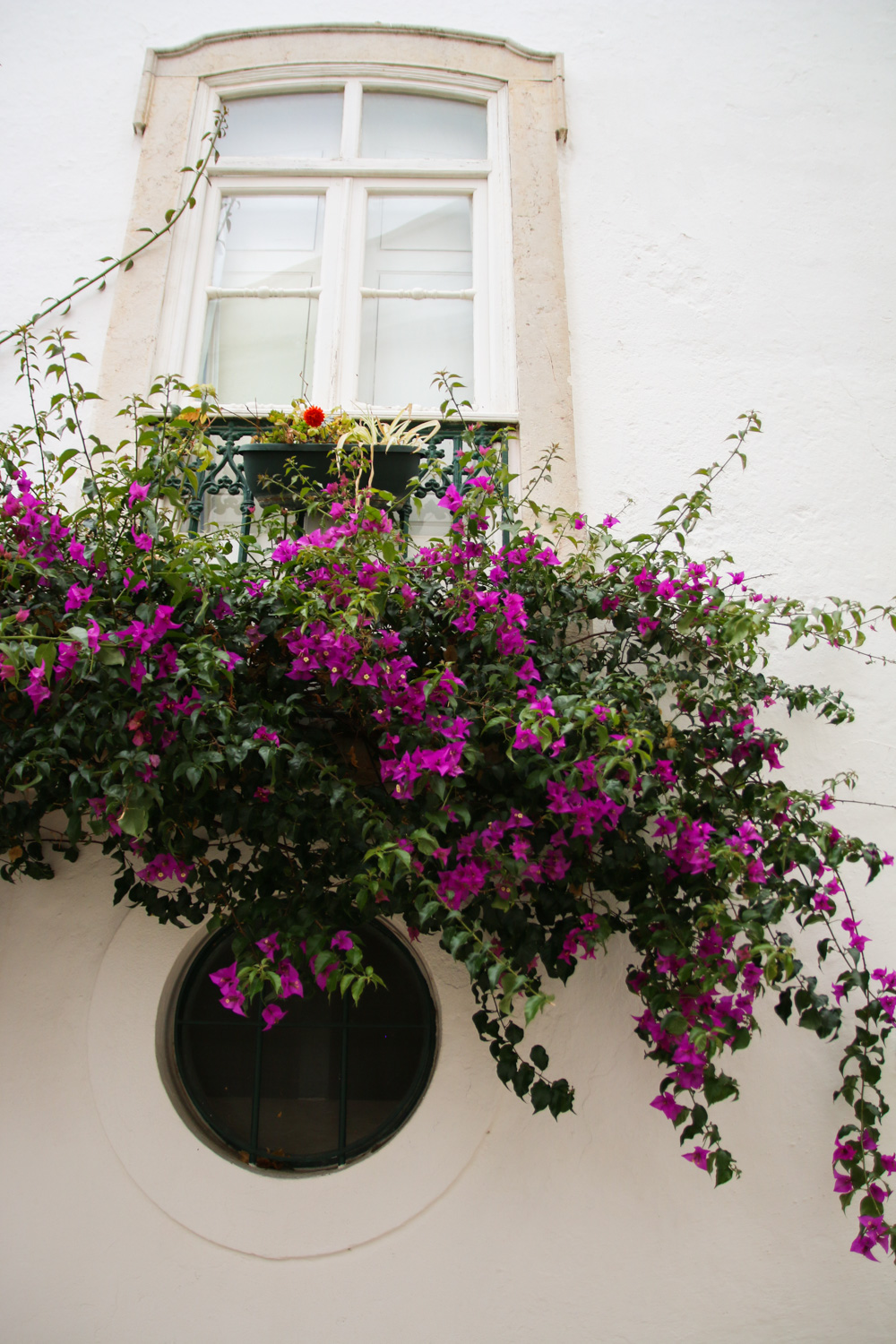 Bougainvillia flowers in Tavira, Portugal