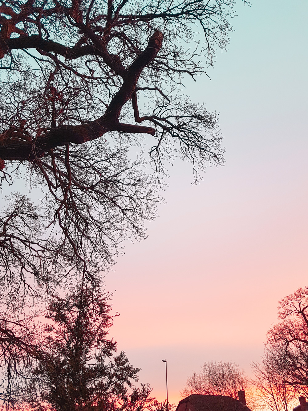 Sunrise with tree silhouette