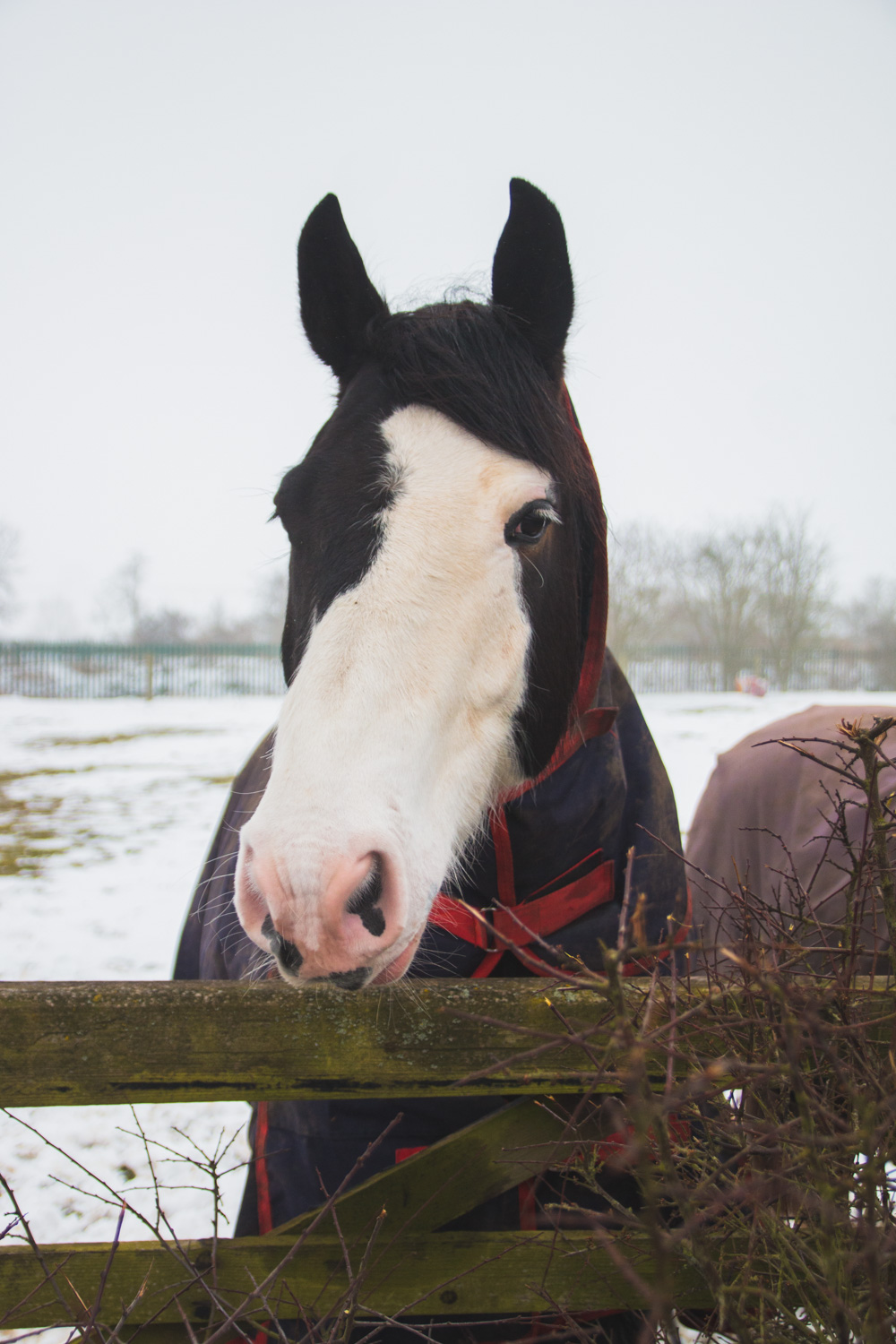 The Beast From the East