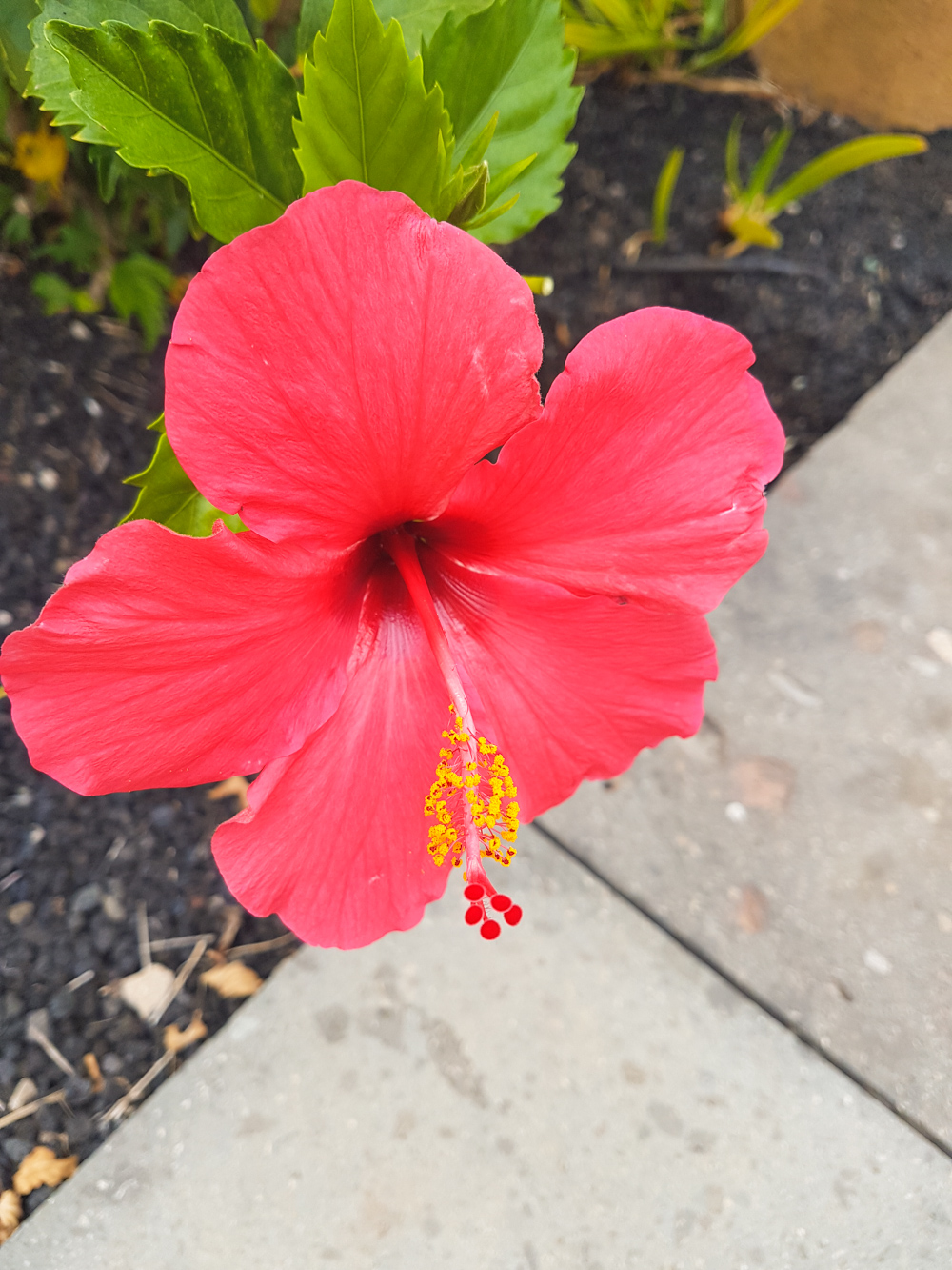 Hibiscus Flower