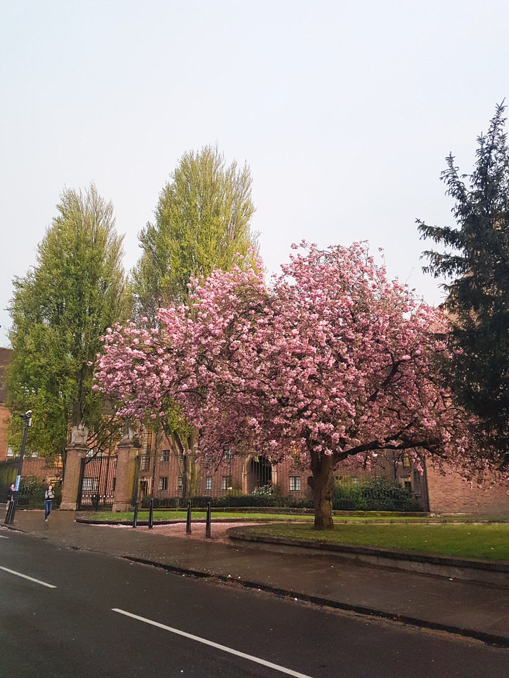 Cherry Blossom in Cambridge