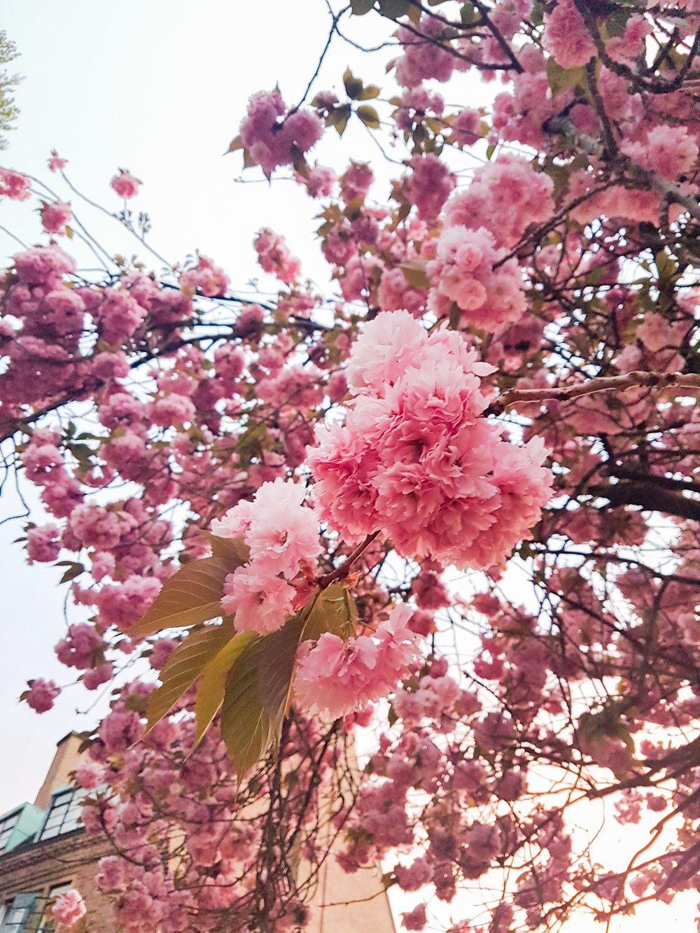 Cherry Blossom in Cambridge