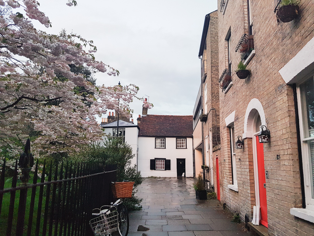 Cherry Blossom in Cambridge