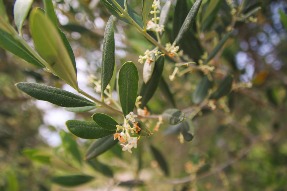 Olive Trees in Sirmione, Lake Garda