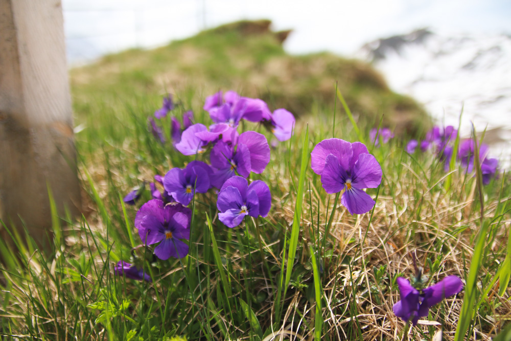 Flowers at Grindelwald First Interlaken