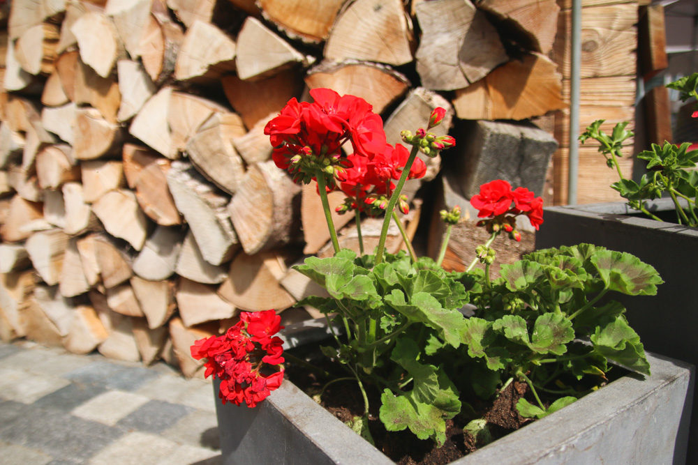 Flowers at Grindelwald First Interlaken