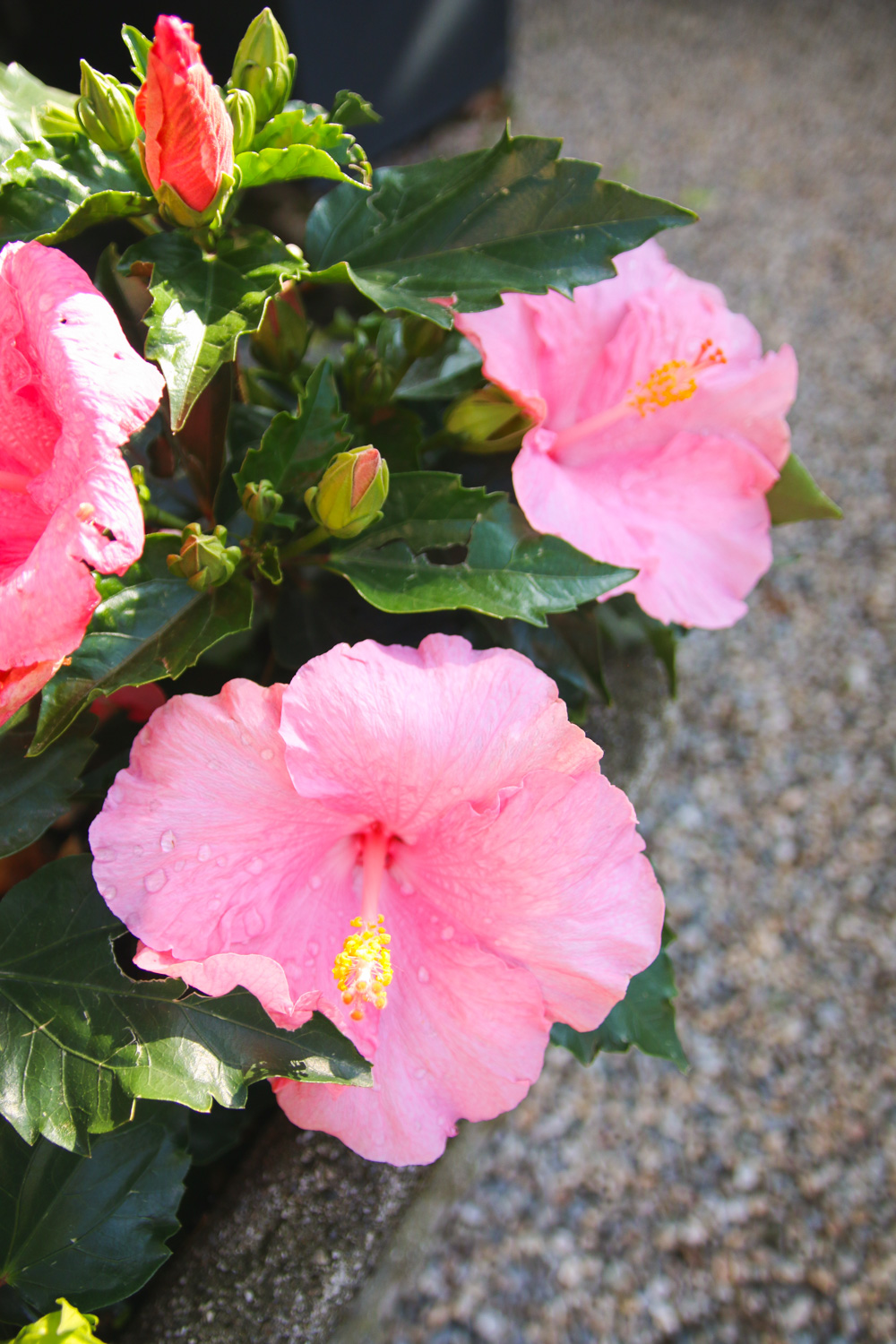 Hibiscus Flowers at Lake Como Italy