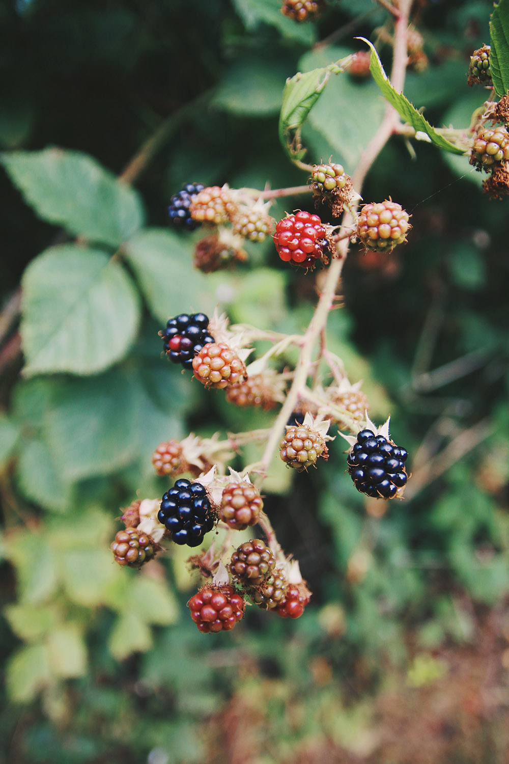 Blackberry Season