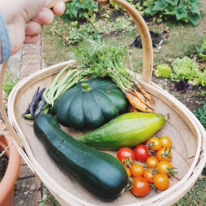 Vegetable Garden Harvest