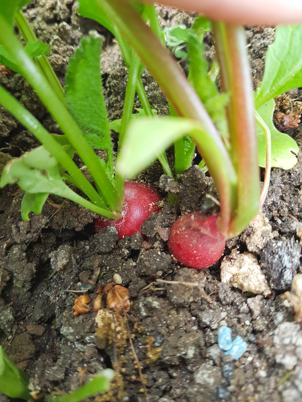 Vegetable Garden Radishes