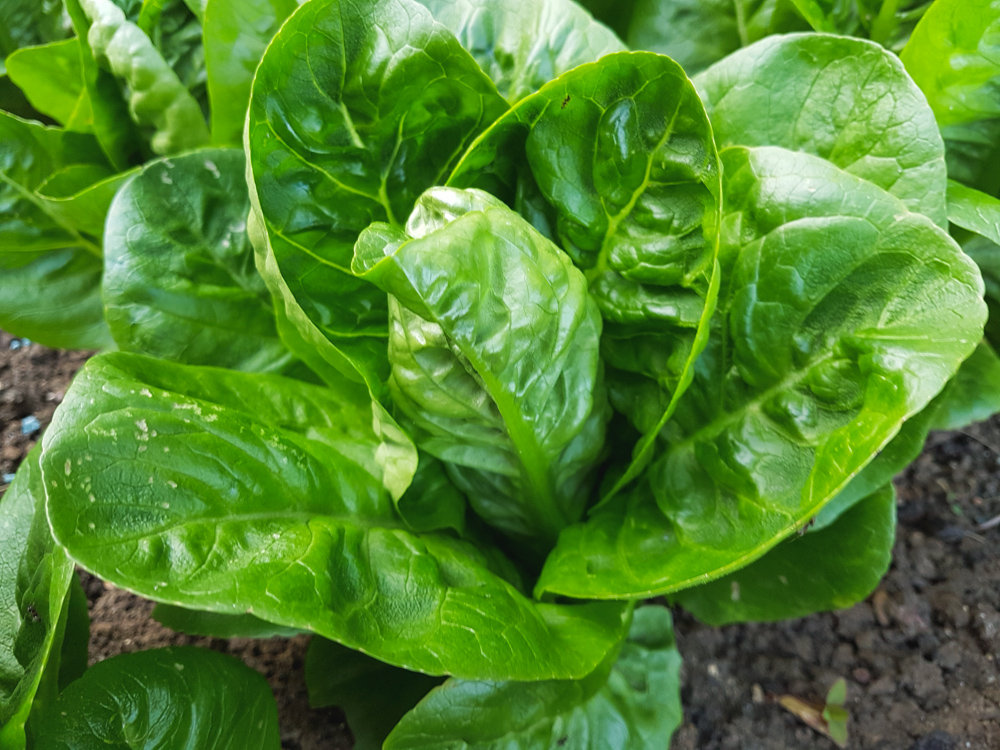 Vegetable Garden Little Gem Lettuce