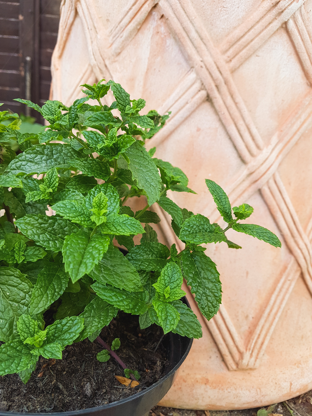 Vegetable Garden Mint