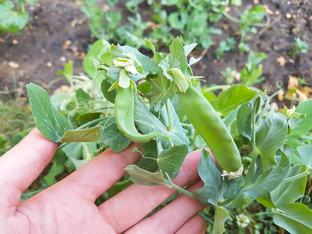 Vegetable Garden Peas