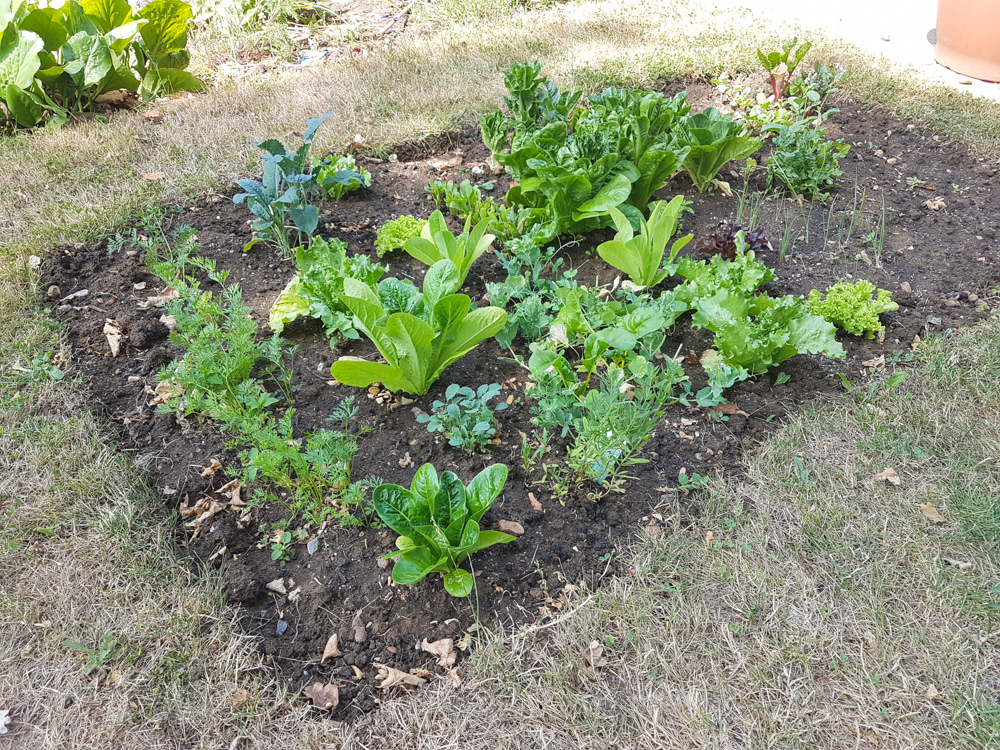 Vegetable Garden 2018