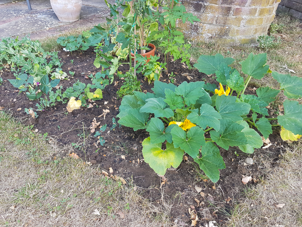 Vegetable Garden 2018