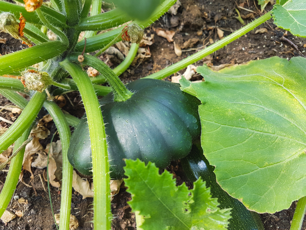 Vegetable Garden Courgette