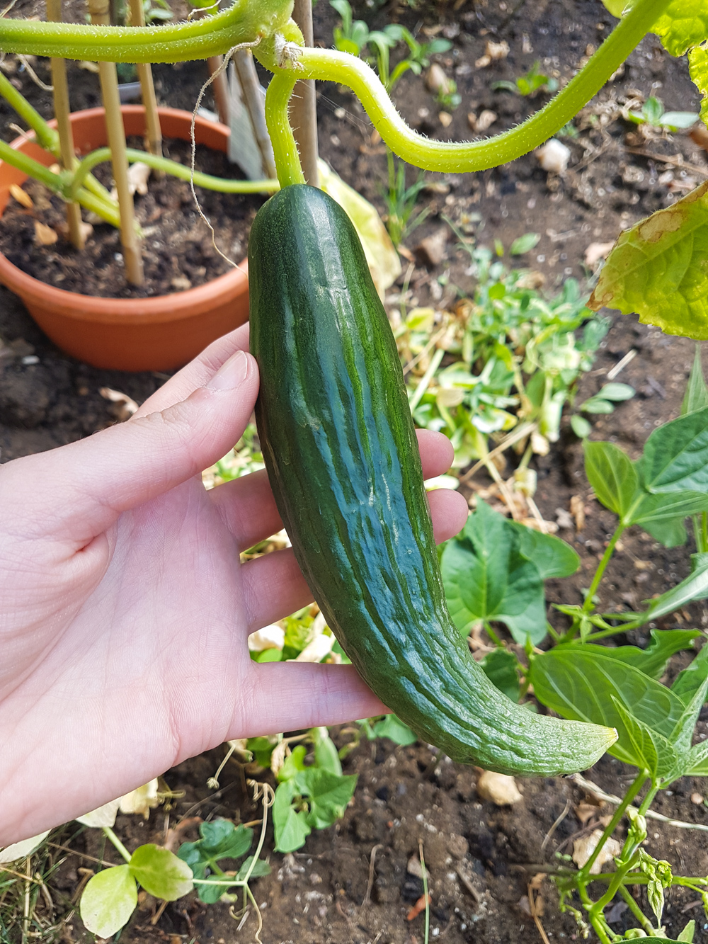 Vegetable Garden Cucumber