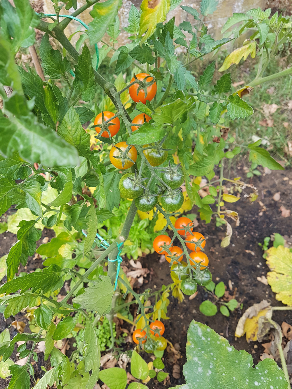 Vegetable Garden Sungold Tomatoes