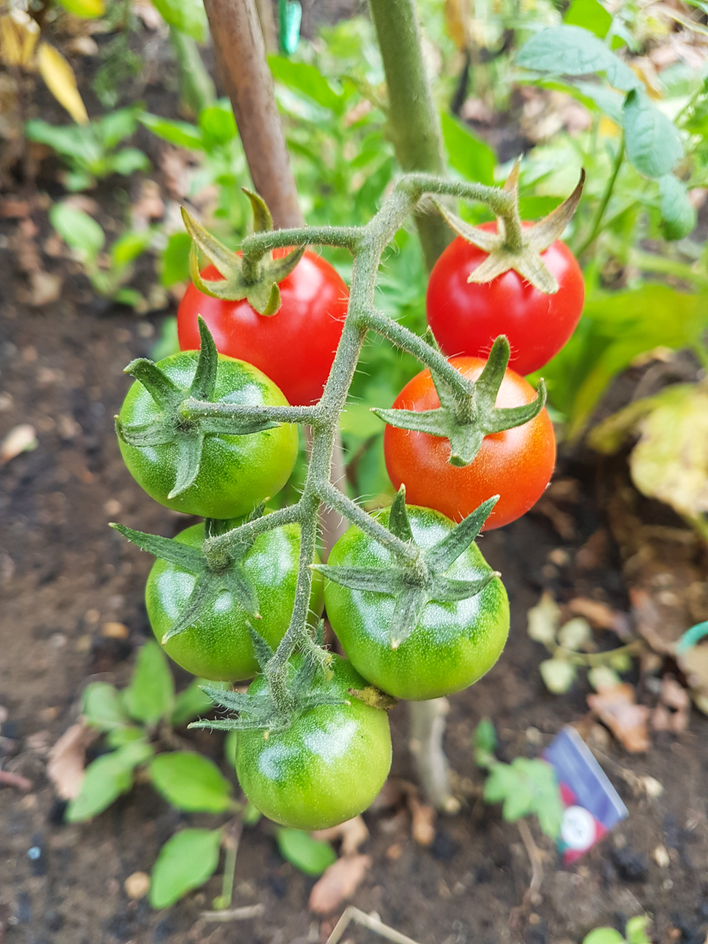 Vegetable Garden Tomatoes