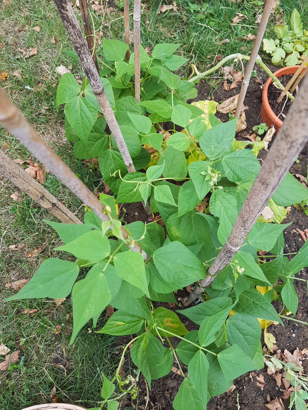 Vegetable Garden Green Beans